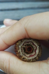 风自南