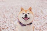 豪斯大拿