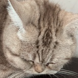 春兴