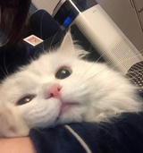 张哔哔