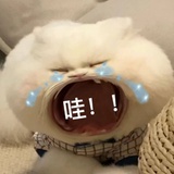 哇 哇 哇