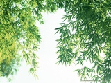  和你度百年,三百六十天;天天勤行善,同根结善莲。 我最開心同大家一起成長,一起行善助人,一起修行,一起回極樂淨土。 放生、派药油、派大米和油。不轻每一位众生,不放过每一个行善机会......
静升常去的小组(209) · · · · · · ( 全部 )
- 范景中 (3118)
- 詩書畫禪心 (2660)
- 佛学 (99370)
- 佛教文獻 (13956)
- 宗萨蒋扬钦哲仁波切 (6643)
- 以戒爲師 (115)
- 玅境長老 (646)
- 徐皓峰 (946)
- 芸香閣 (1613)
- 劳什子 (98)
- 日照豆瓣 (6530)
- 日照书友会 (908)
- 首楞嚴經研究 (259)
- 天台學文獻 (332)
留言板 · · · · · · ( 全部 )
静升的舞台剧 · · · · · · ( 1部想看 )
![