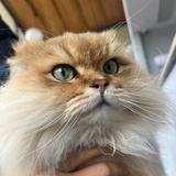 豆子