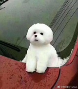李沐白