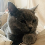 Patti