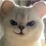 苗条的小胖橘
