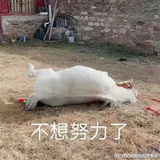 斯德哥尔摩卡