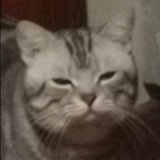 鶯癲燕狂
