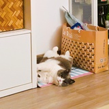 清