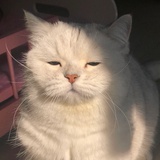 云梅