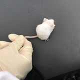 殷楚博