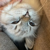 何苗躲猫猫