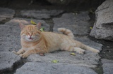 猫喇嘛