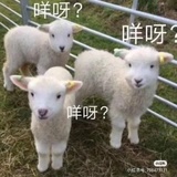 惊戌