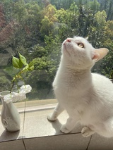 柳林风声
