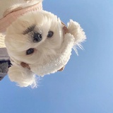 巧克力太阳