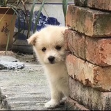 陈恪