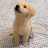 一颗独蒜