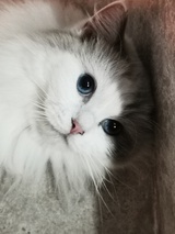 爱喝水