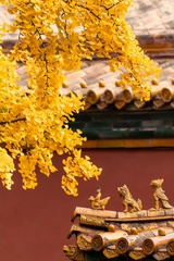 北仲秋