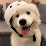高谛