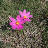 月烛花