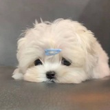 可乐不冰怎么行