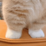 姜樗