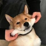 还好我有一只猫