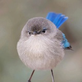 Mi
