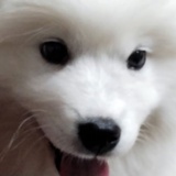 绝世菠萝
