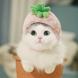 莹雪