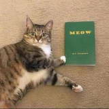 Meow
