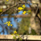 如花似鱼