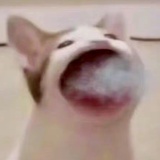 绿肥红瘦