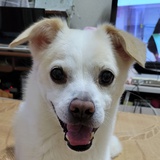 诣愉