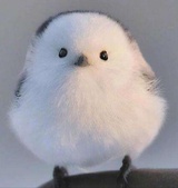 我爱猫猫虫