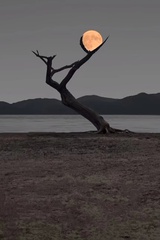 哑鸣