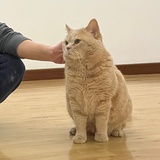 鲁达鲁智深