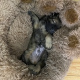 炒栗