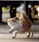 猫阿水