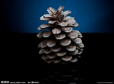 Pinecone