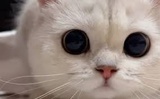 看我秀色照清眸