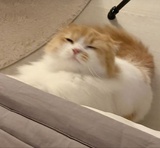 唐平