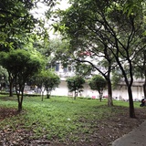 一只老布