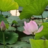 莲花心语