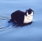 猪脚姜
