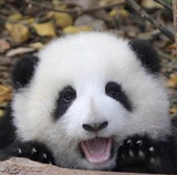 一笑惊鸿客