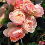月下看花