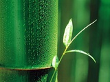 Green bamboo